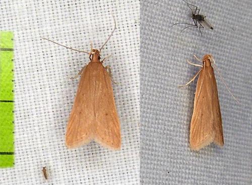 Réf. 294 842 : Helcystogramma rufescens
